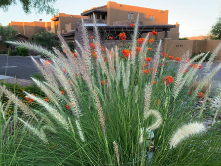 Sep 15 - Desert grass in bloom. Sep 15 - Desert grass in bloom.